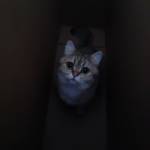 Oscar Profile Picture